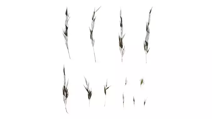 Anydrafts Arundo donax Flower 01 Texture