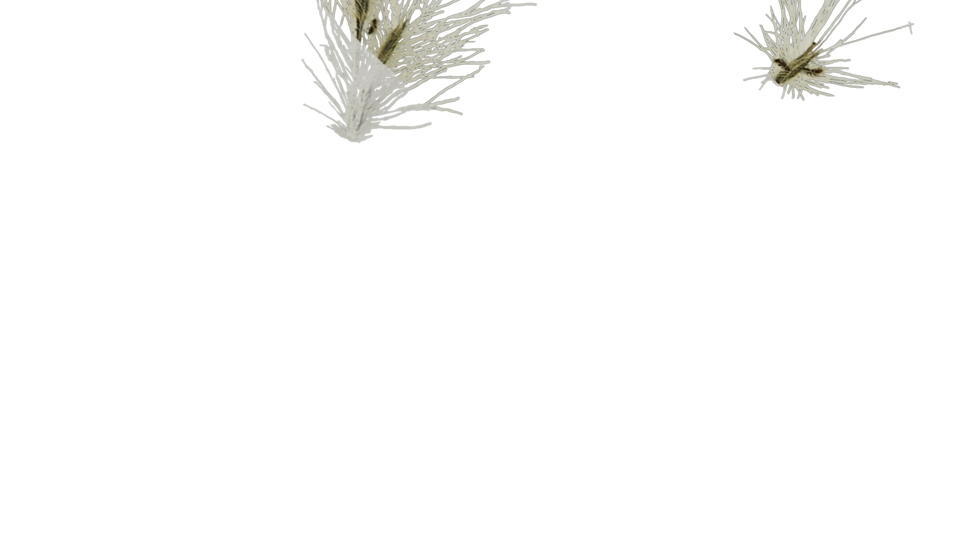 Anydrafts Arundo donax Inflorescence 01 Texture_7