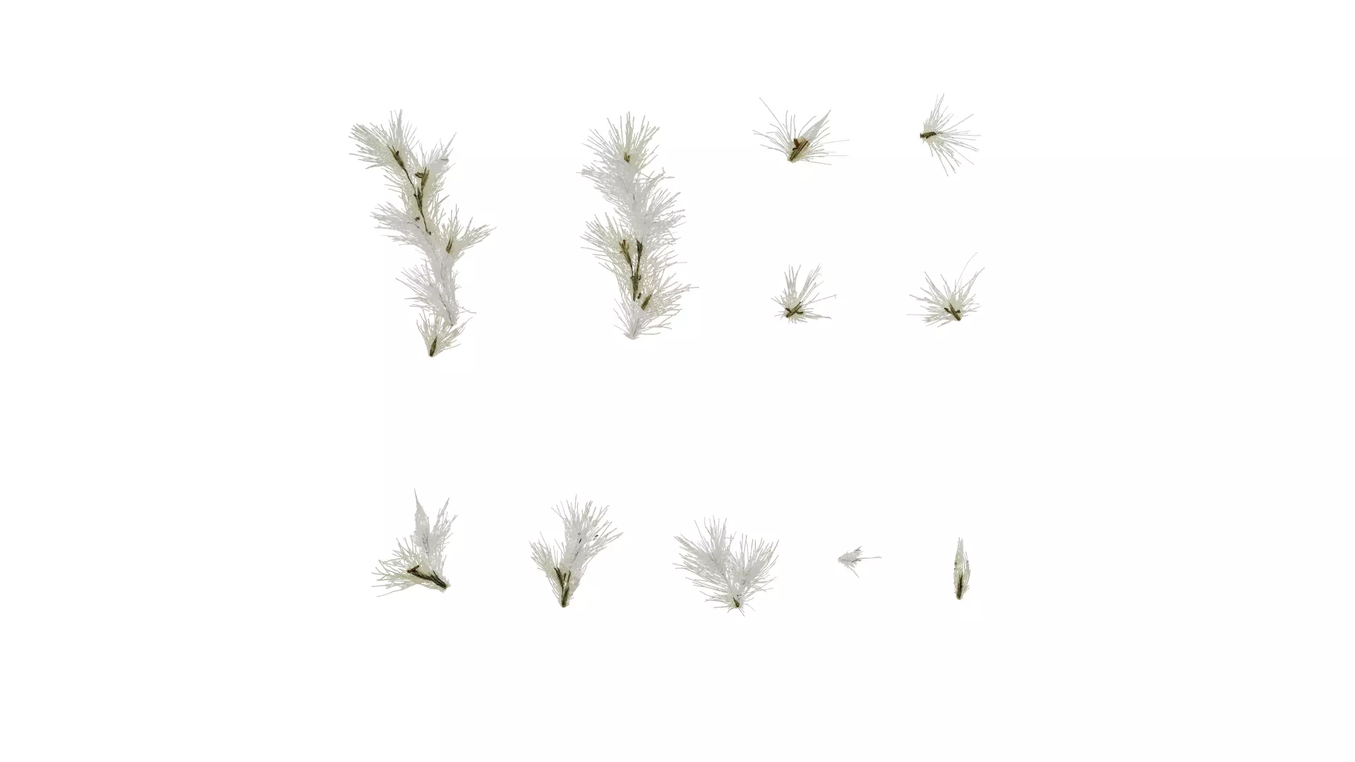 Anydrafts Arundo donax Inflorescence 01 Texture_0