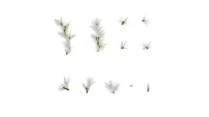 Anydrafts Arundo donax Inflorescence 01