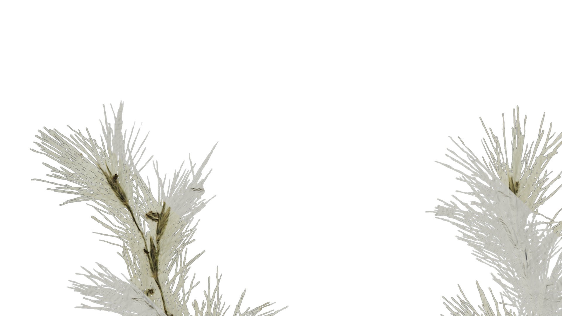 Anydrafts Arundo donax Inflorescence 01 Texture_1