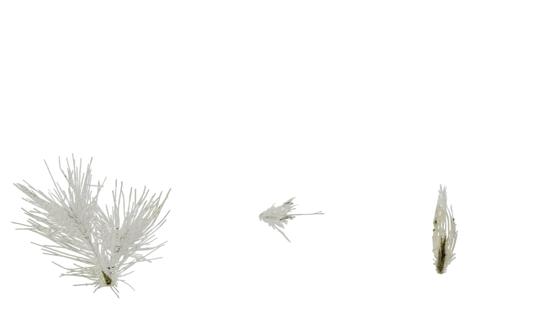 Anydrafts Arundo donax Inflorescence 01 Texture_6