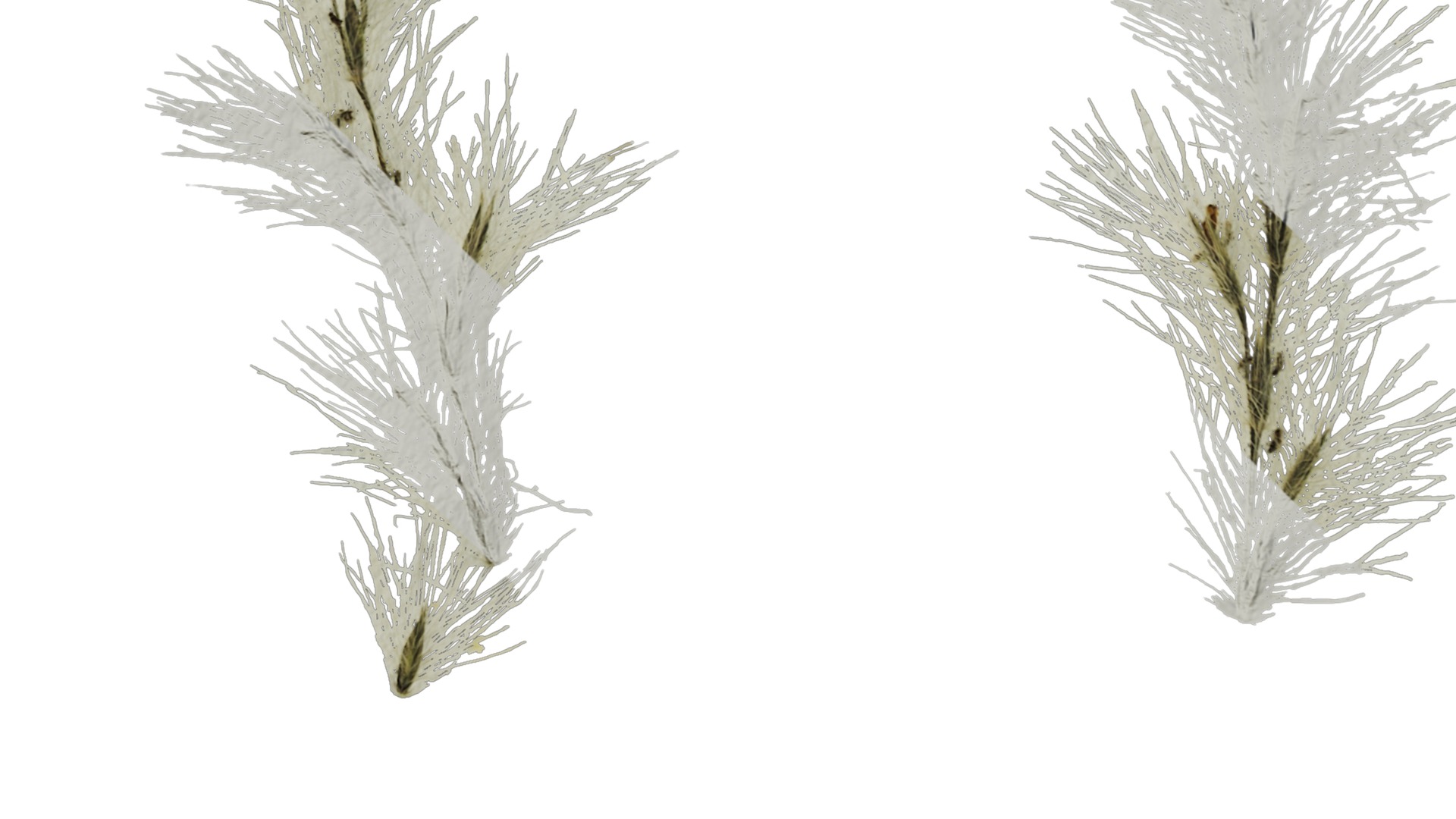 Anydrafts Arundo donax Inflorescence 01 Texture_3