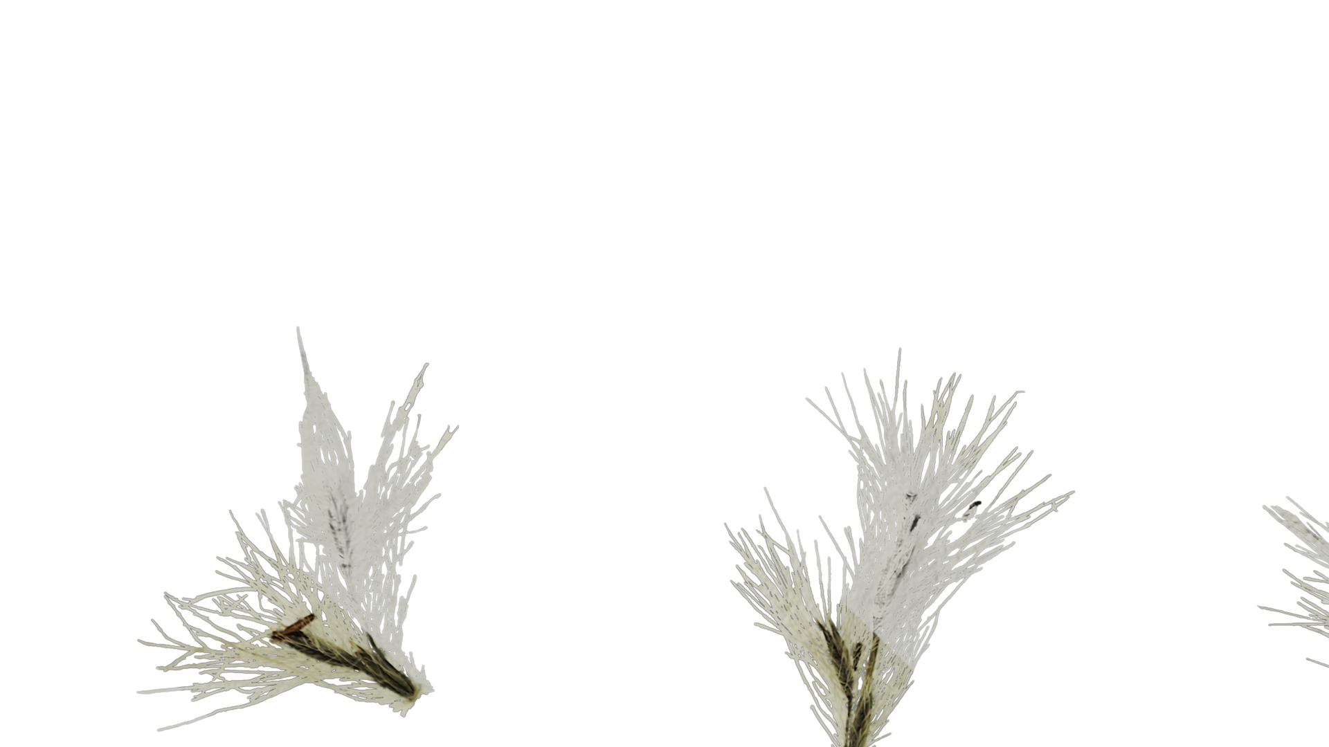 Anydrafts Arundo donax Inflorescence 01 Texture_5