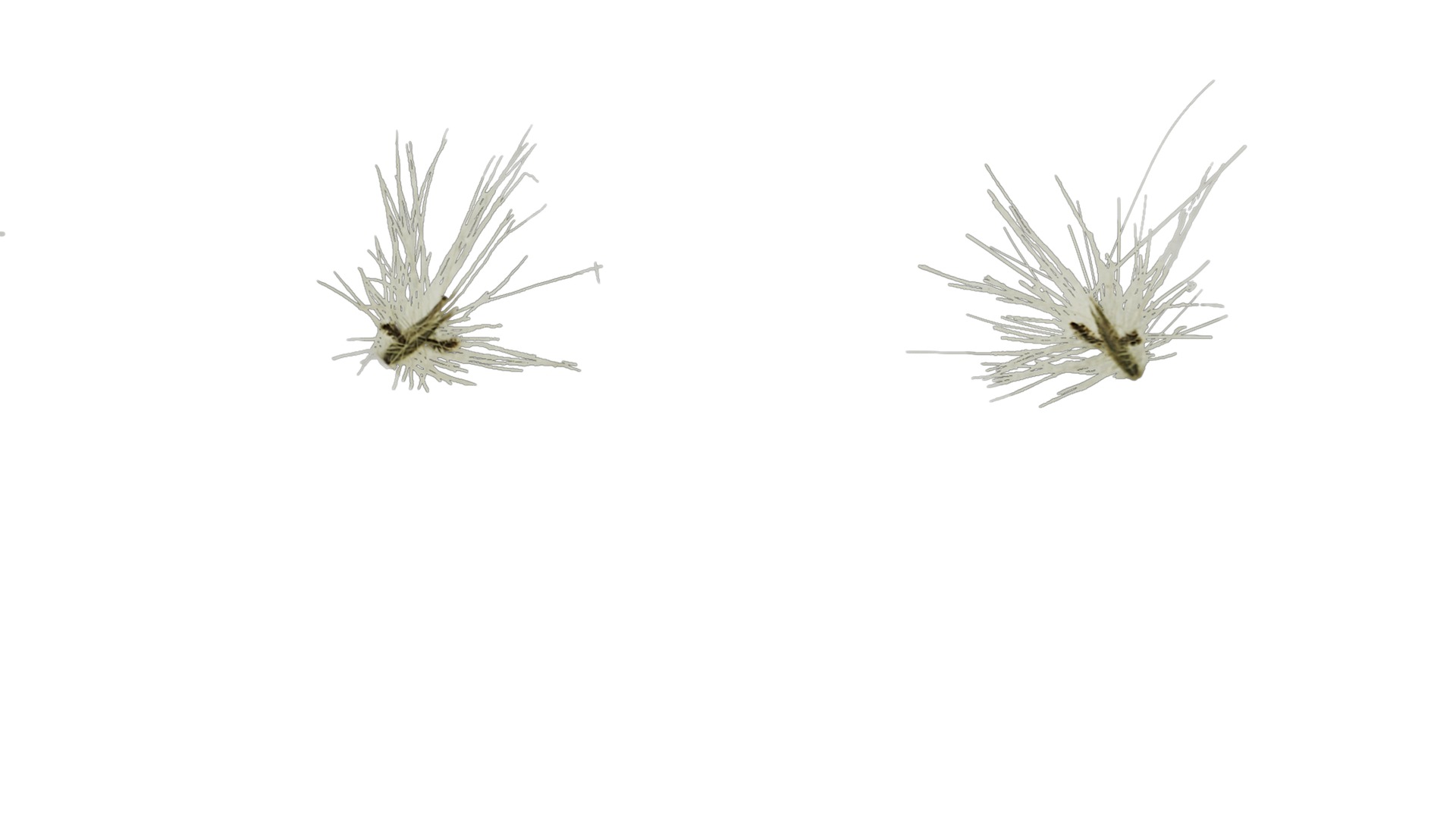 Anydrafts Arundo donax Inflorescence 01 Texture_4