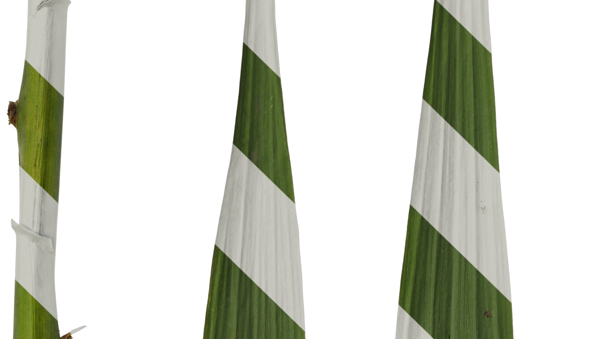 Anydrafts Arundo donax Leaf 09 Texture_3