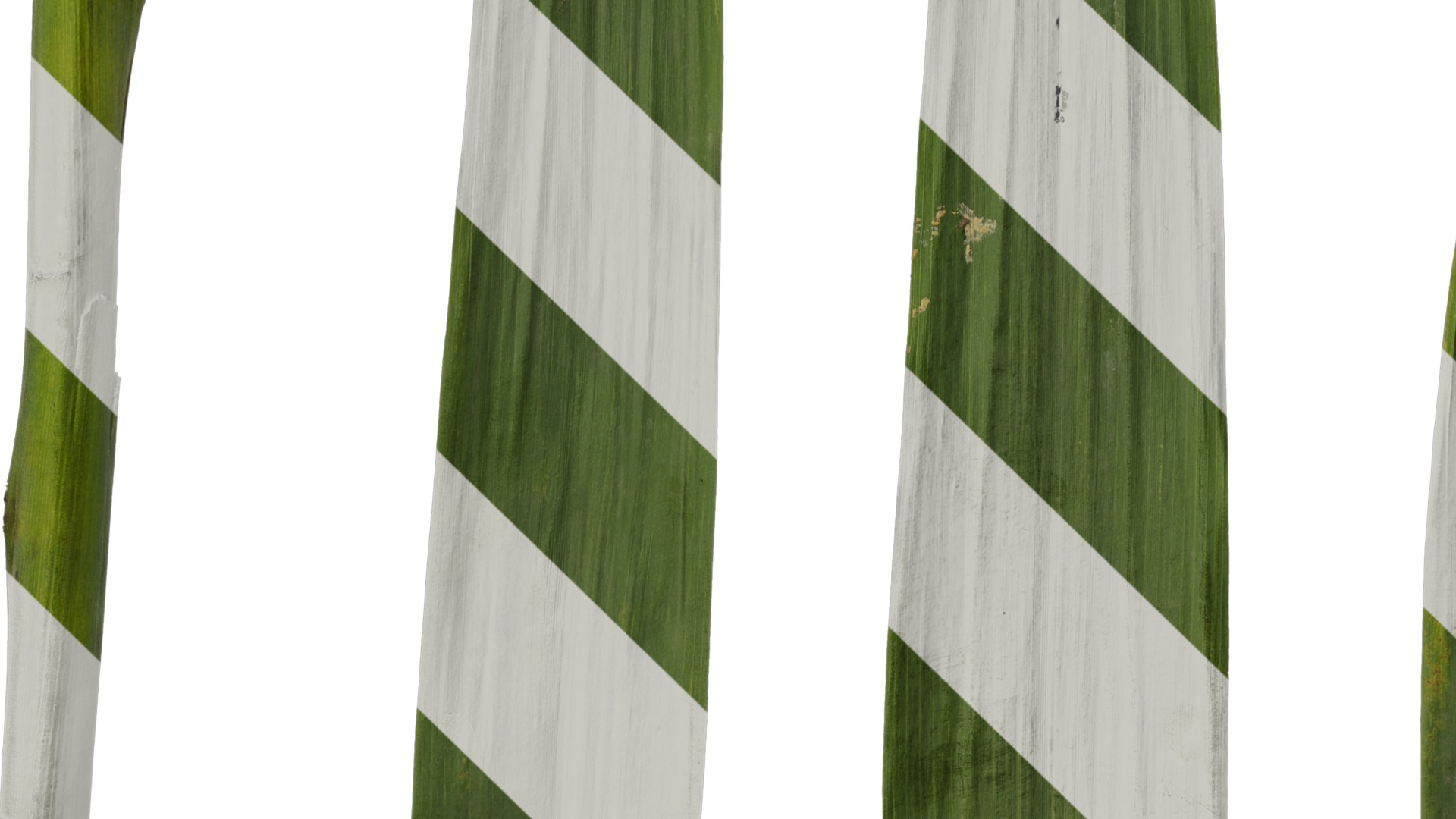 Anydrafts Arundo donax Leaf 09 Texture_5