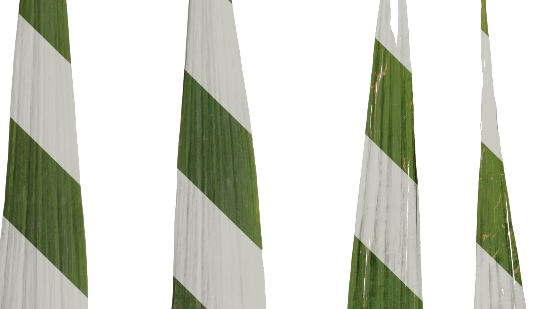 Anydrafts Arundo donax Leaf 09 Texture_4