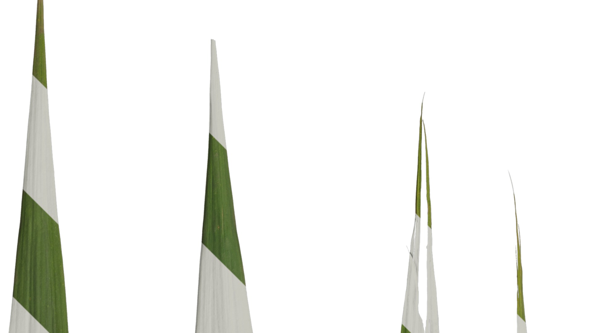 Anydrafts Arundo donax Leaf 09 Texture_2