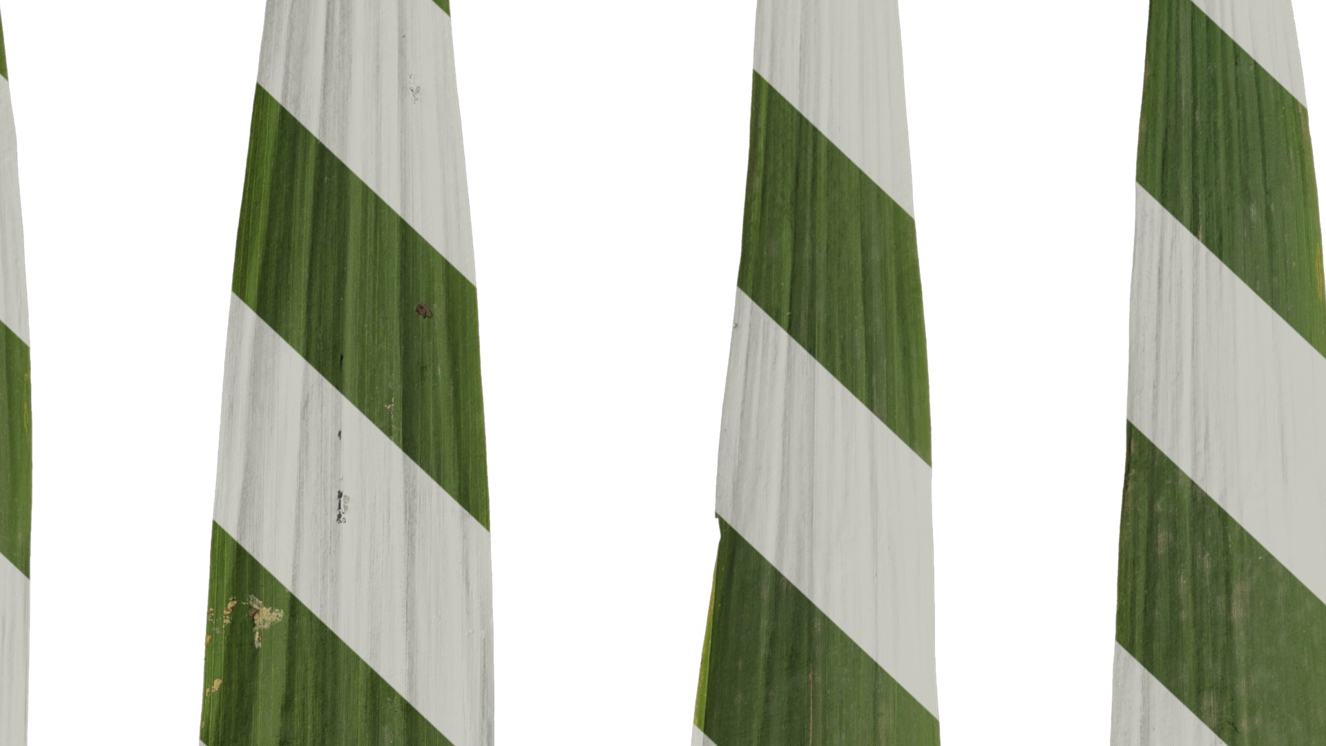 Anydrafts Arundo donax Leaf 09 Texture_7