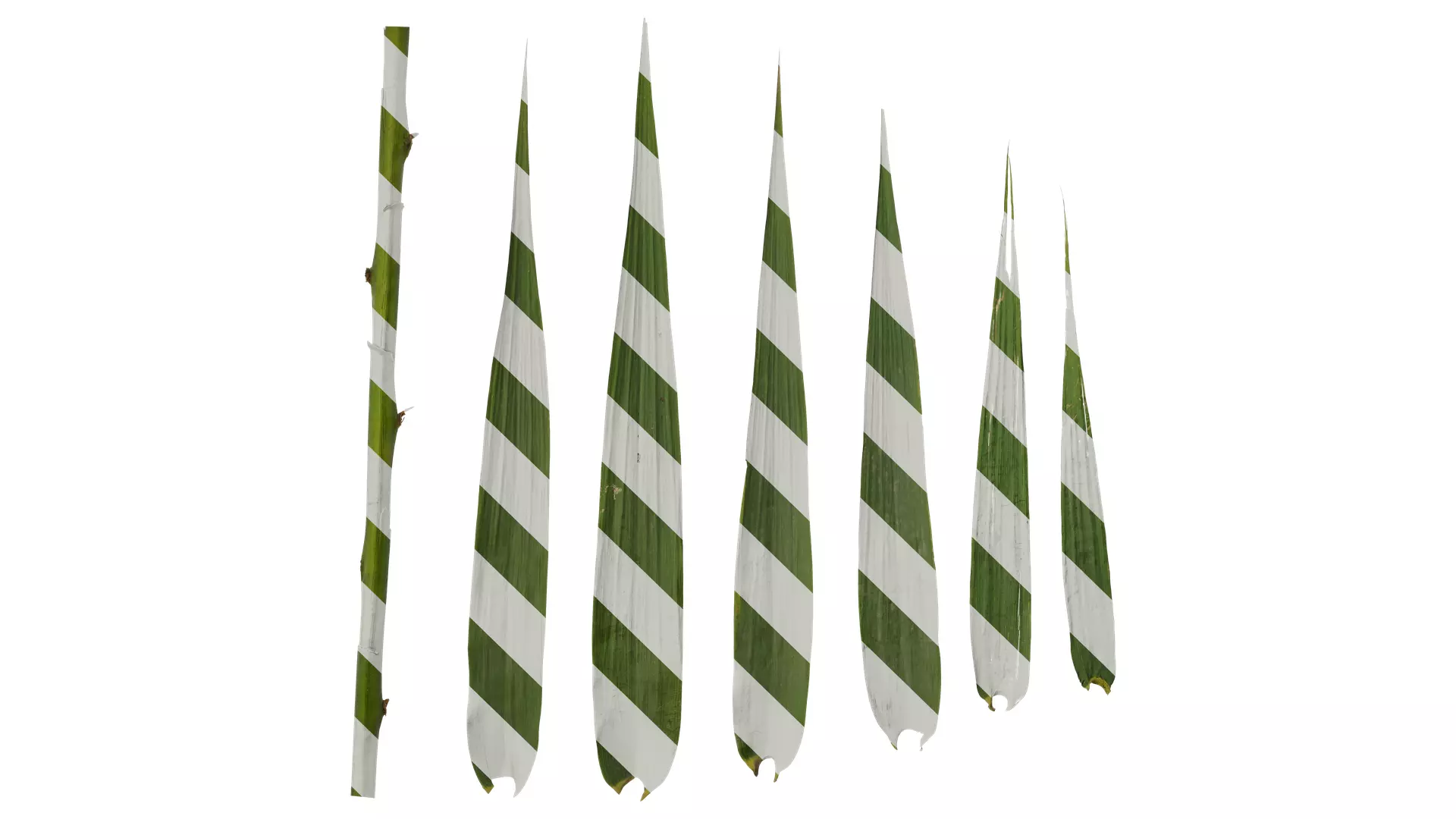 Anydrafts Arundo donax Leaf 09 Texture_0