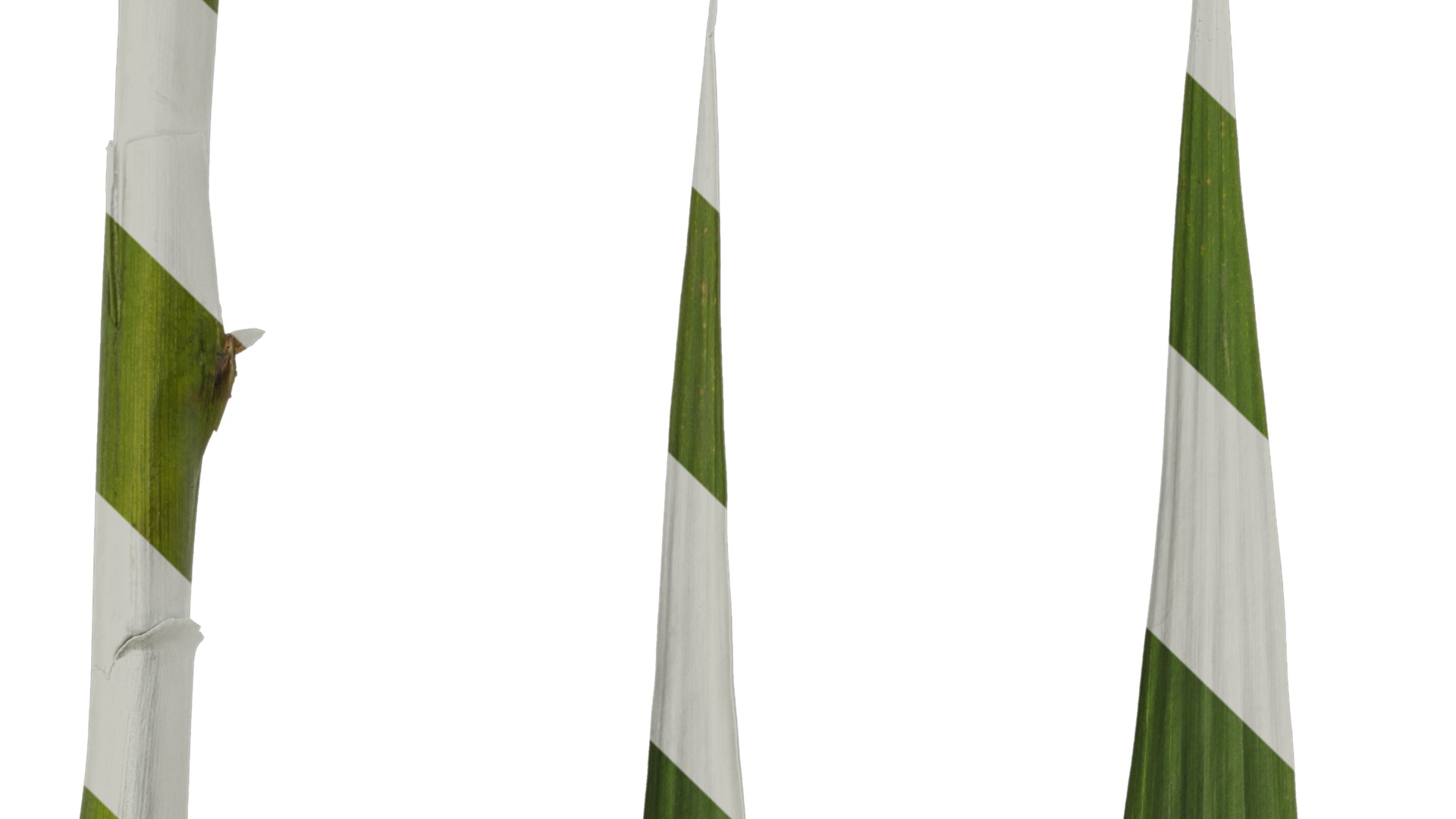 Anydrafts Arundo donax Leaf 09 Texture_1