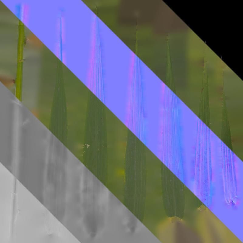 Anydrafts Arundo donax Leaf 09 Texture_8