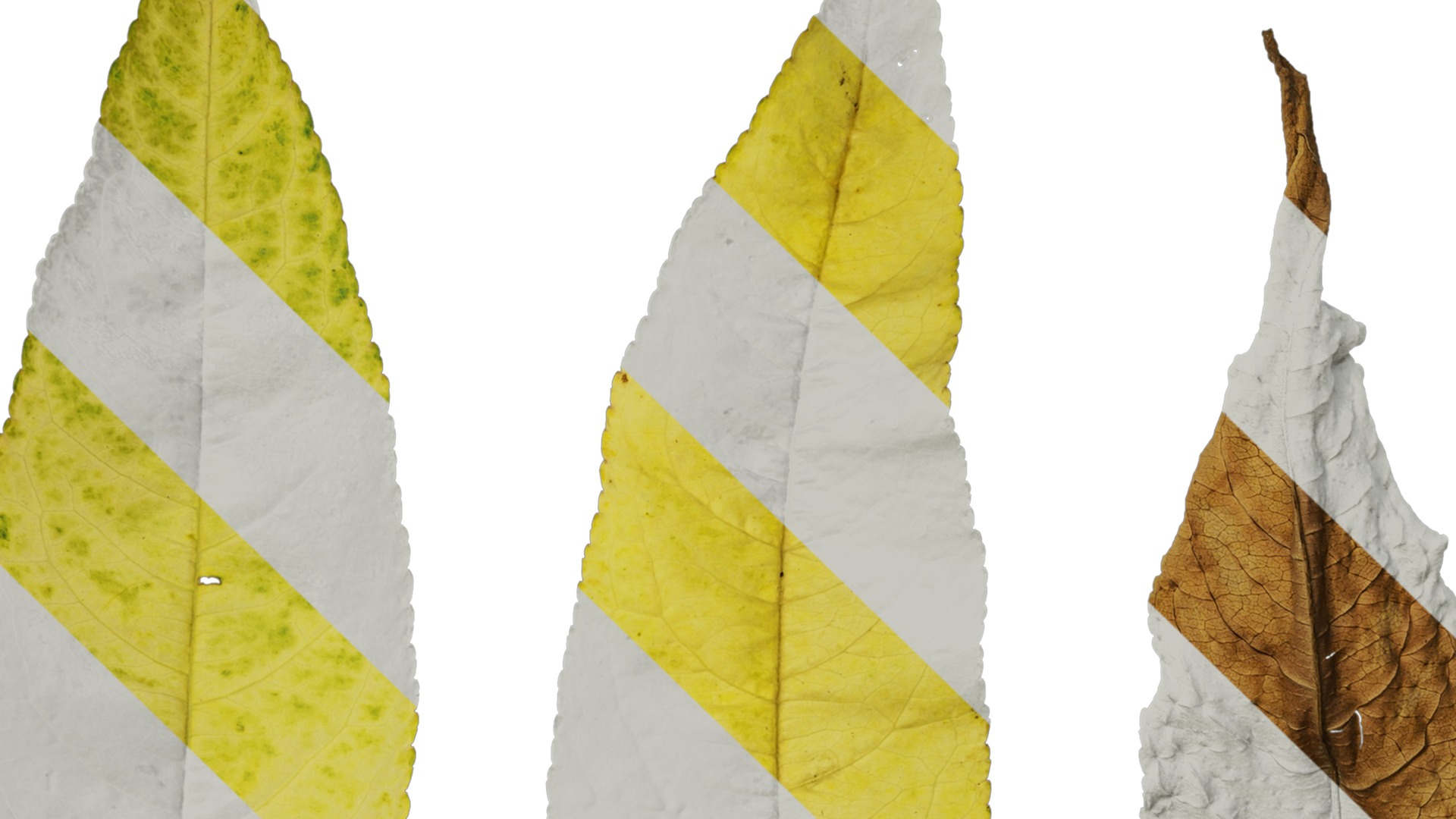 Anydrafts Prunus persica Leaf 02 Texture_5