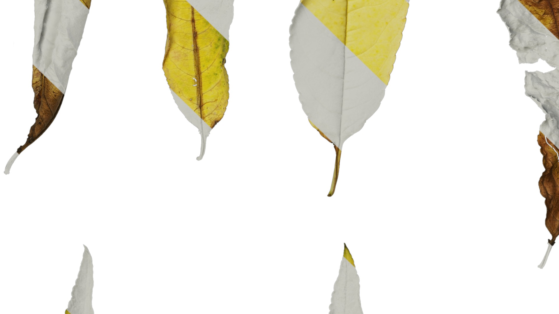 Anydrafts Prunus persica Leaf 02 Texture_3