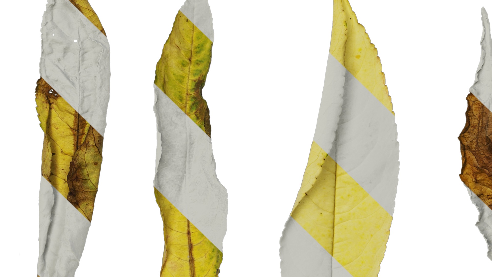 Anydrafts Prunus persica Leaf 02 Texture_1