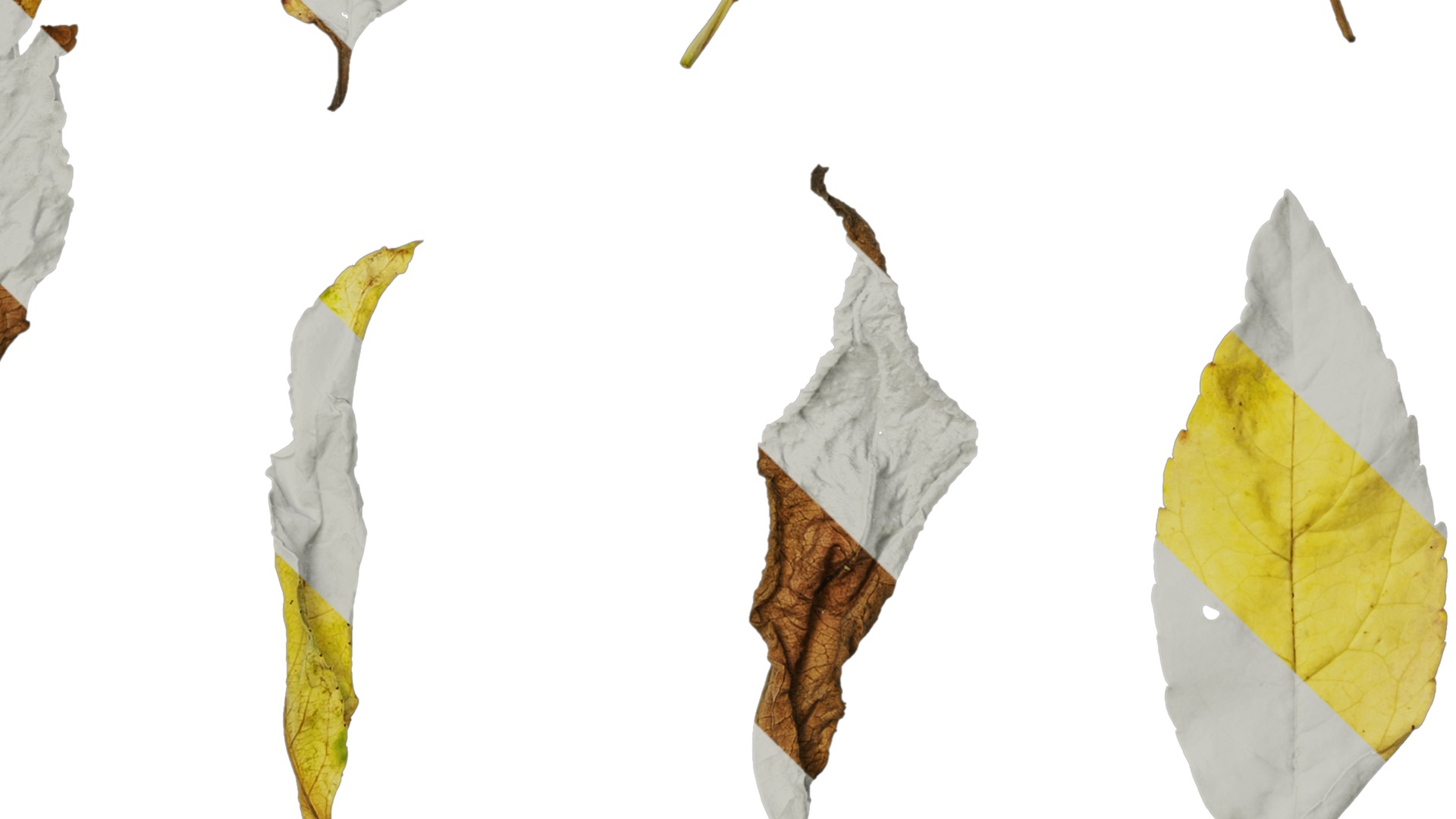 Anydrafts Prunus persica Leaf 02 Texture_4