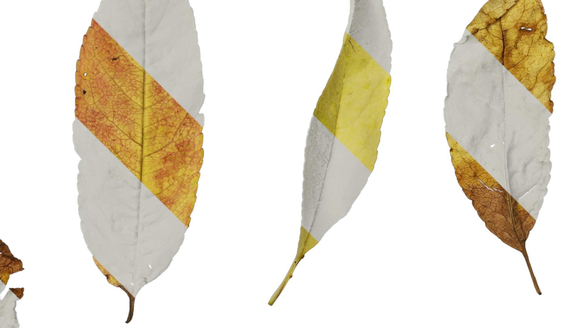 Anydrafts Prunus persica Leaf 02 Texture_2