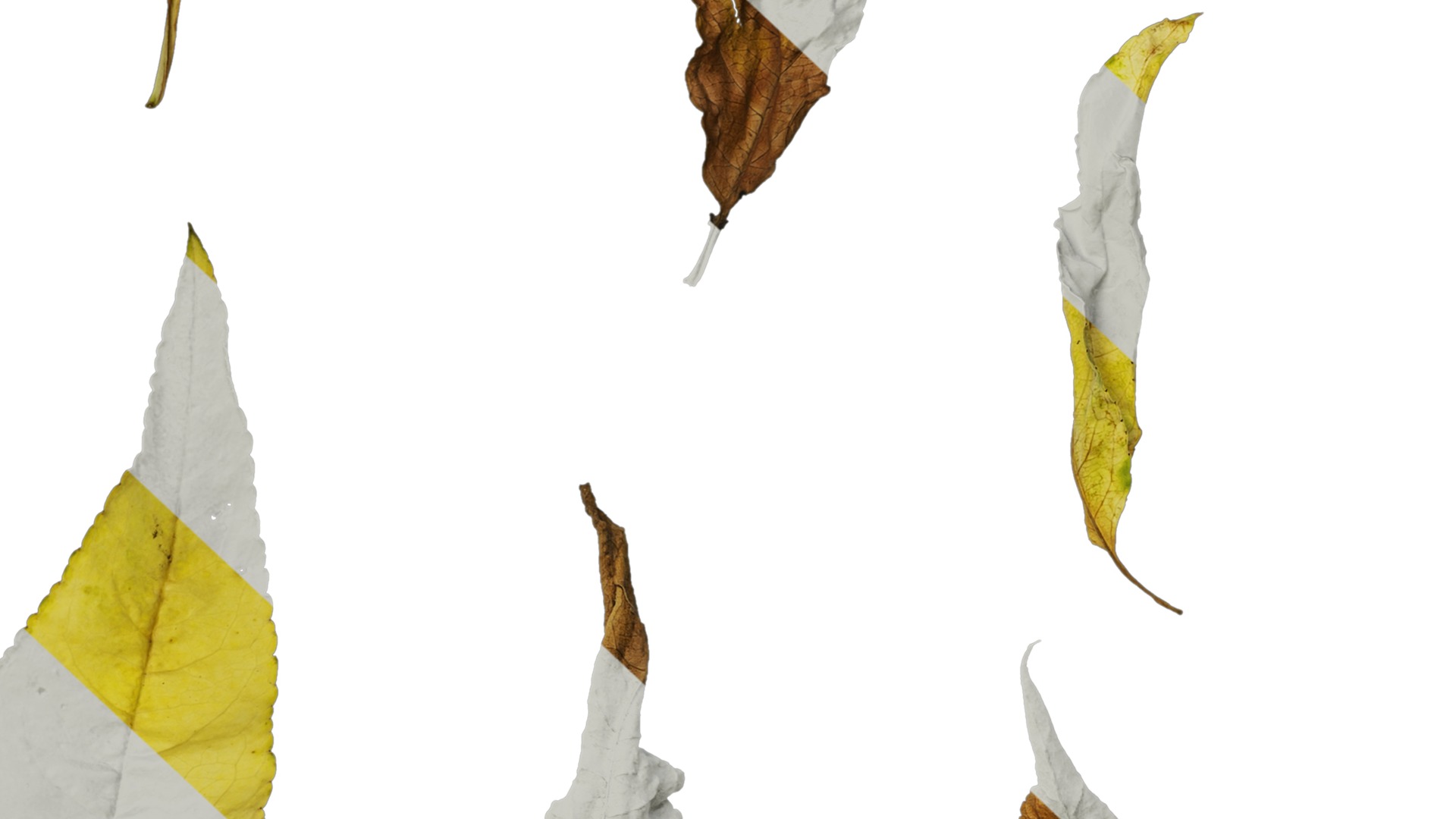 Anydrafts Prunus persica Leaf 02 Texture_7