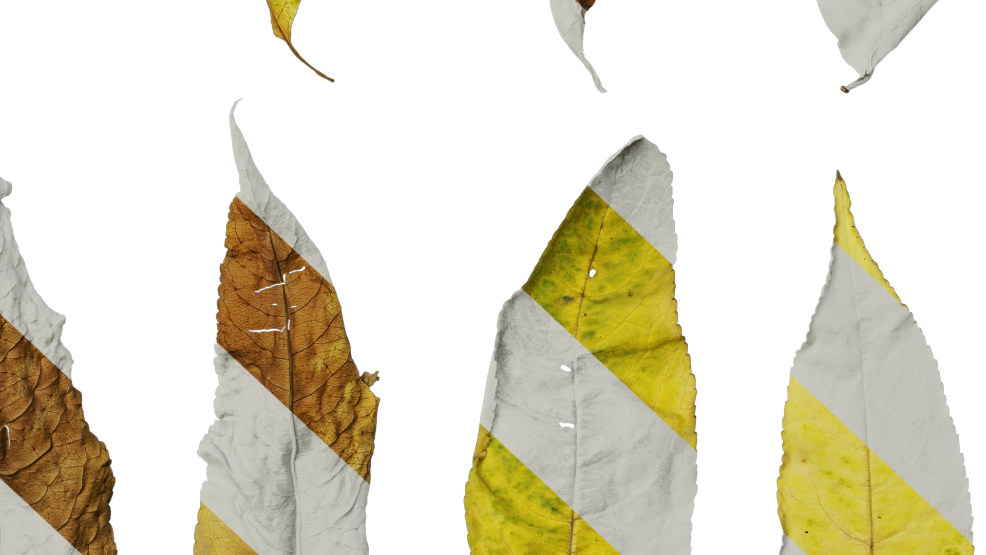 Anydrafts Prunus persica Leaf 02 Texture_6