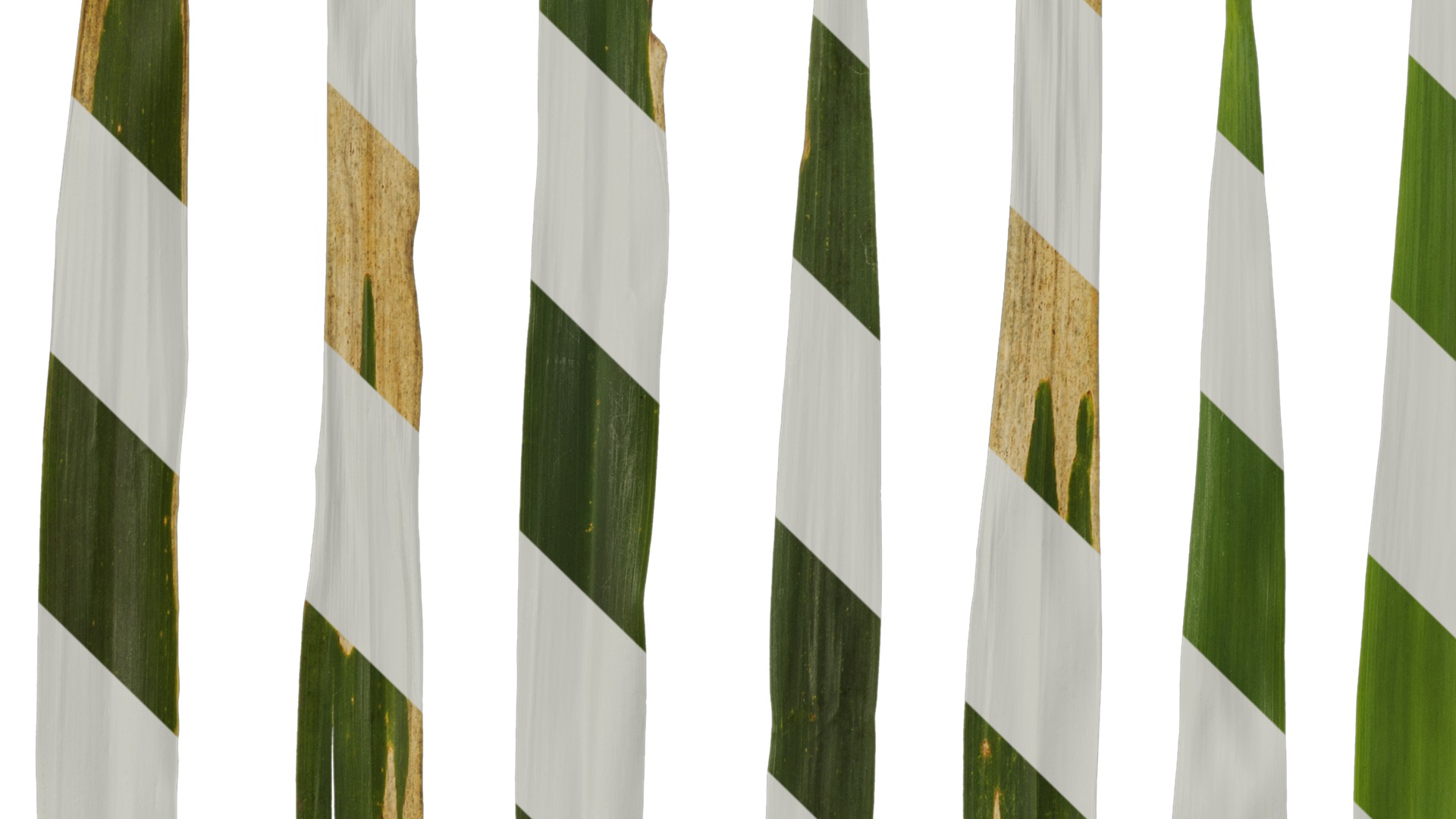 Anydrafts Arundo donax Leaf 13 Texture_5