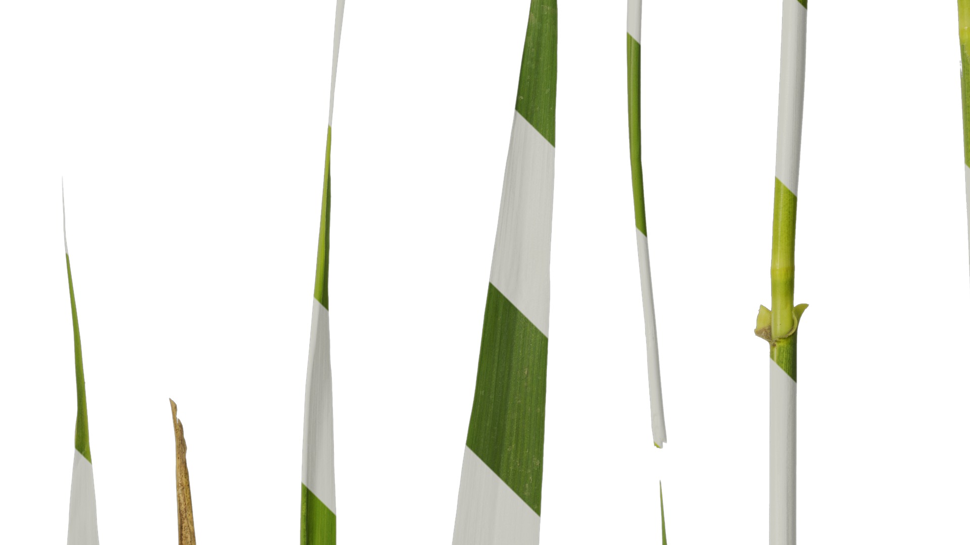 Anydrafts Arundo donax Leaf 13 Texture_4