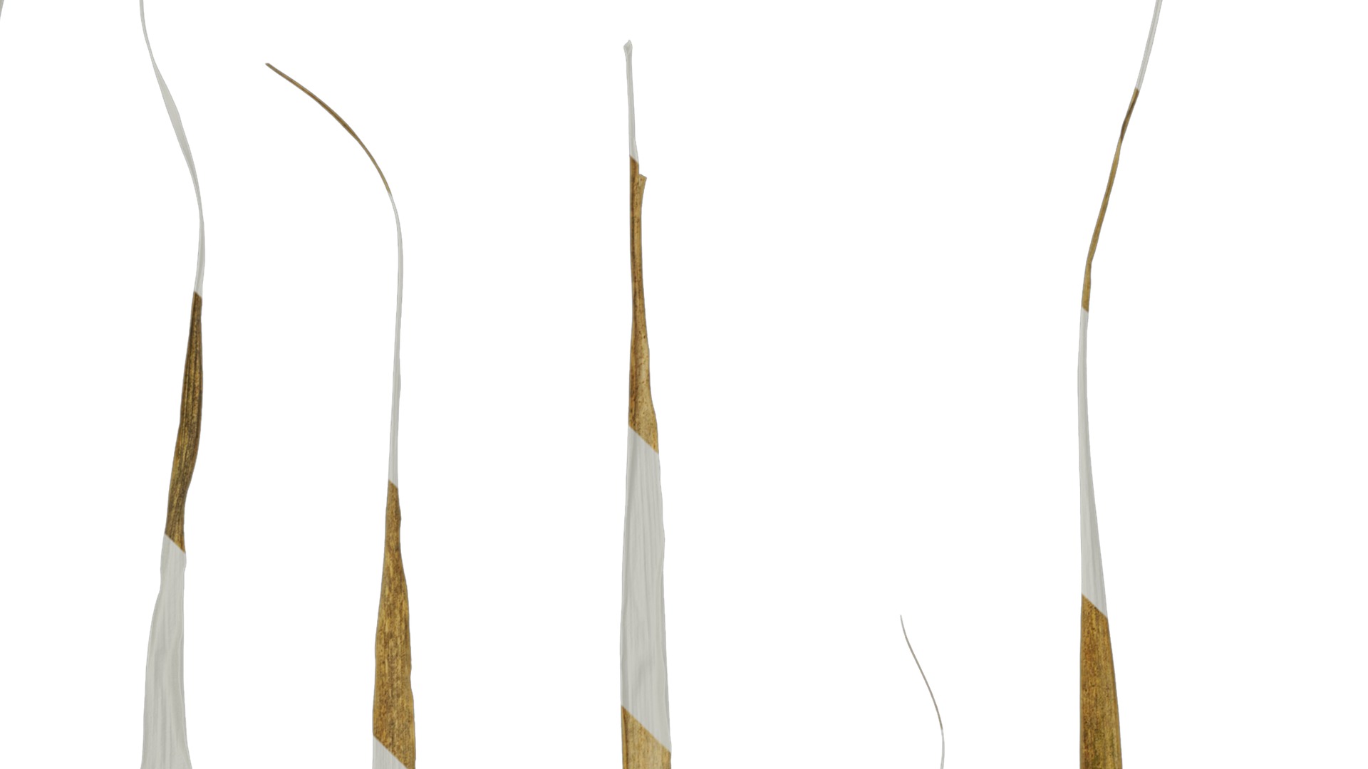 Anydrafts Arundo donax Leaf 13 Texture_1