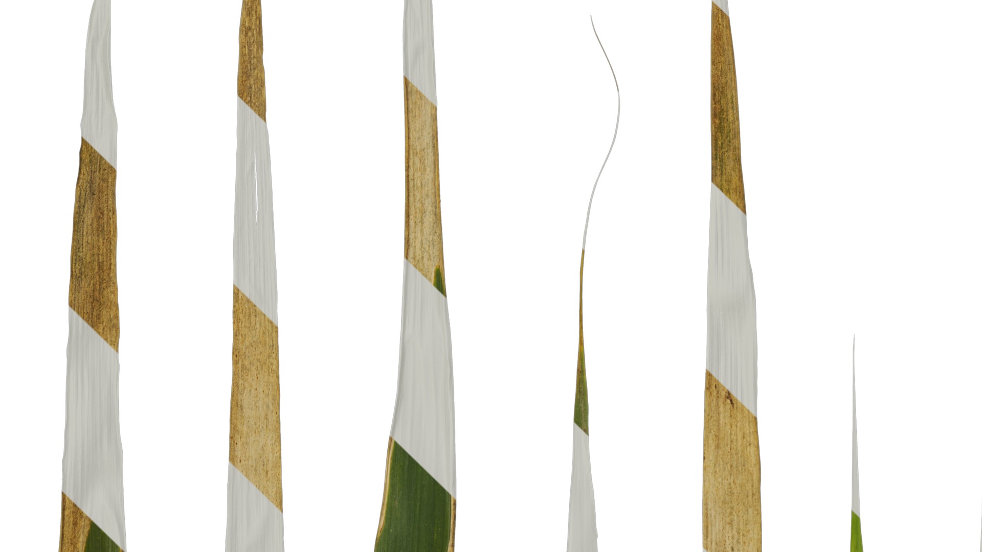 Anydrafts Arundo donax Leaf 13 Texture_3