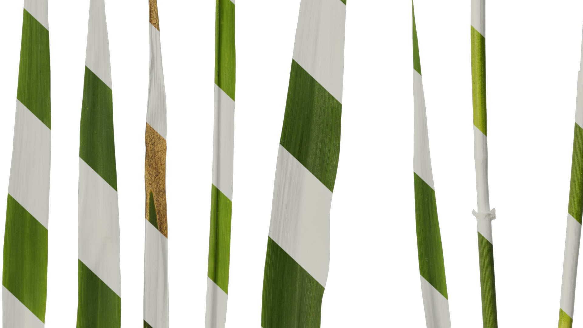 Anydrafts Arundo donax Leaf 13 Texture_6