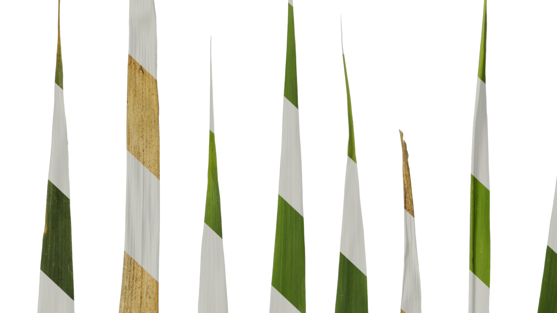 Anydrafts Arundo donax Leaf 13 Texture_7