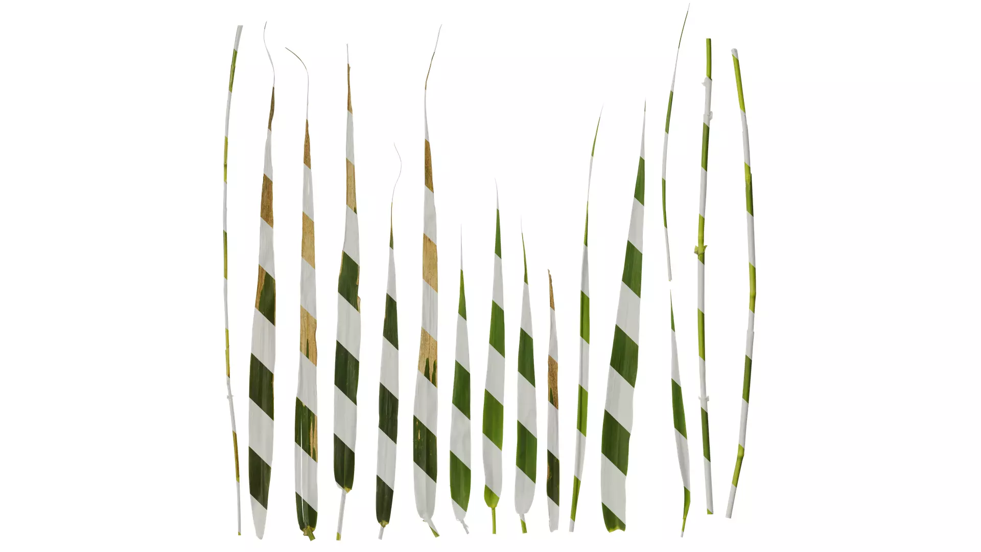 Anydrafts Arundo donax Leaf 13 Texture_0