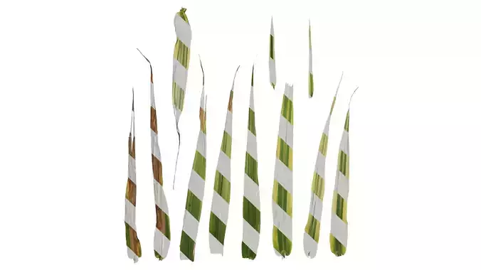 Anydrafts Arundo donax versicolor Leaf 01 Texture