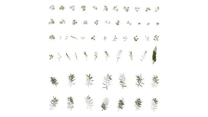 Anydrafts Asparagus densiflorus Atlas 04 Texture