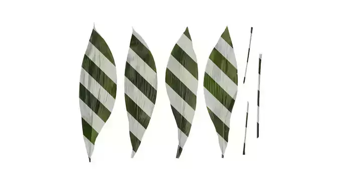 Anydrafts Aspidistra elatior Leaf 01