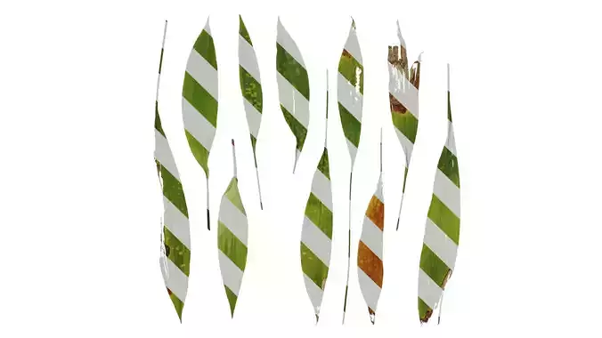 Anydrafts Aspidistra elatior punctata Leaf 02