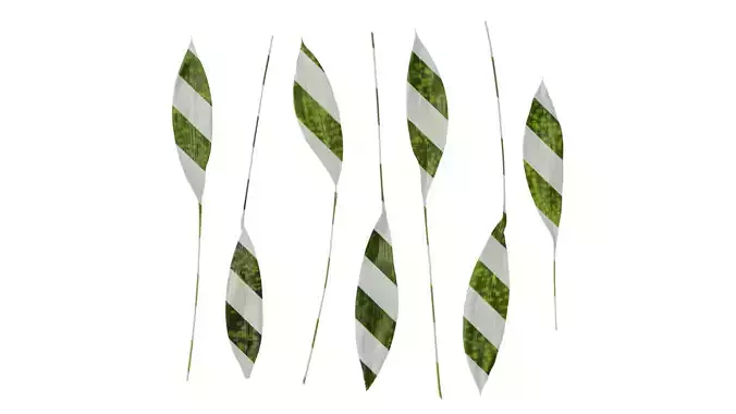 Anydrafts Aspidistra elatior punctata Leaf 03