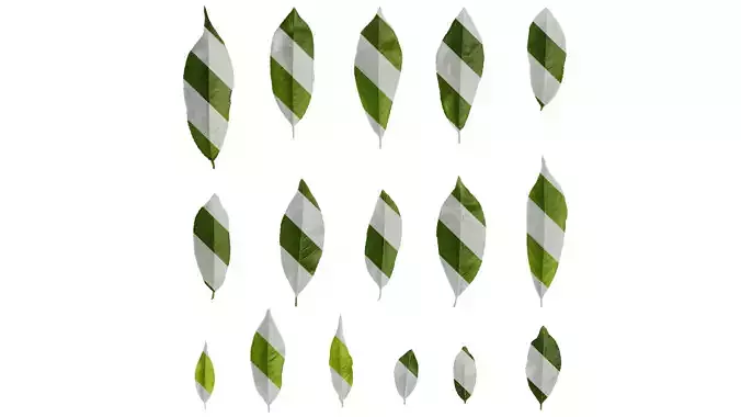 Anydrafts Prunus persica Leaf 08