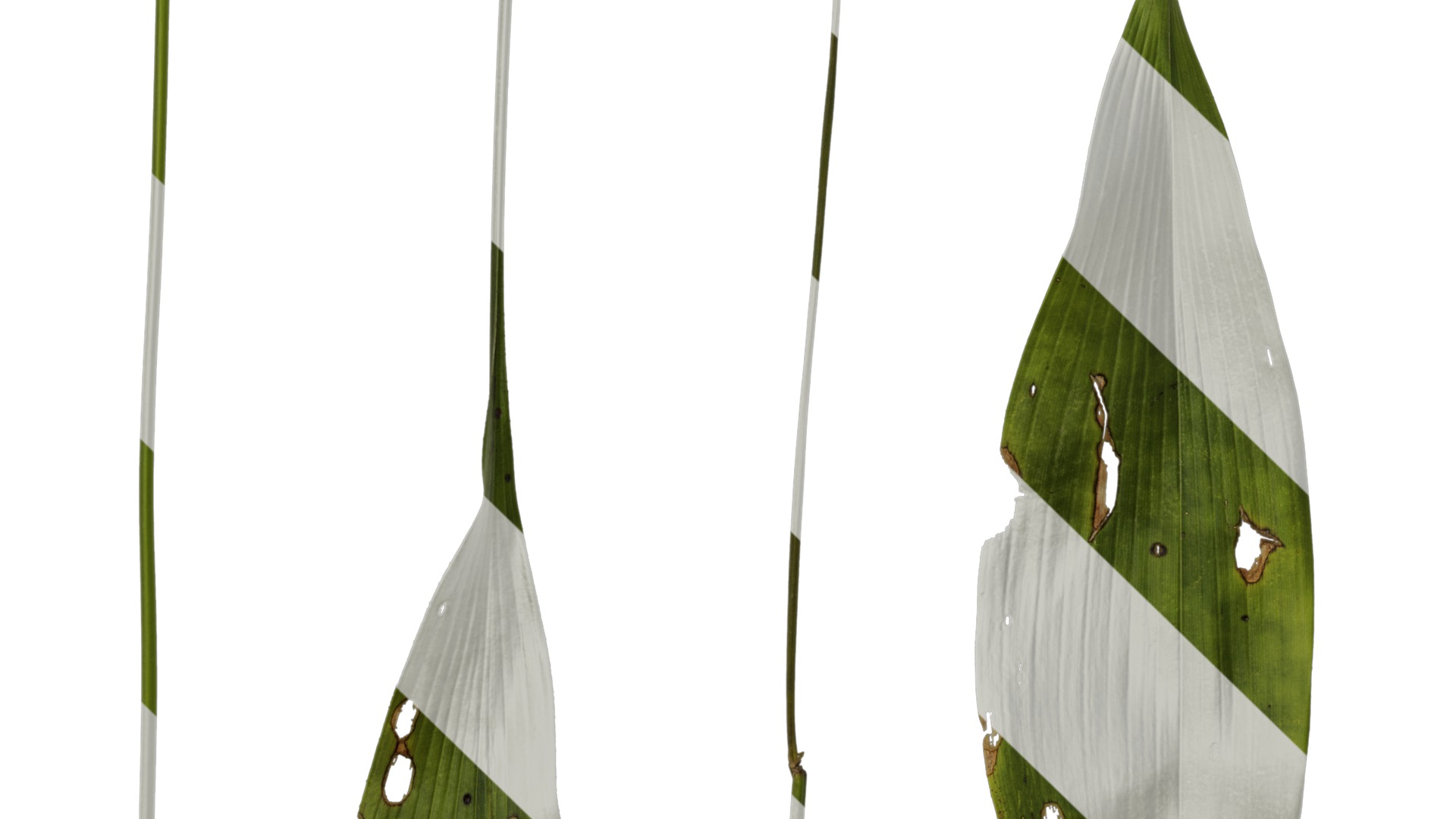 Anydrafts Aspidistra elatior punctata Leaf 04 Texture_5