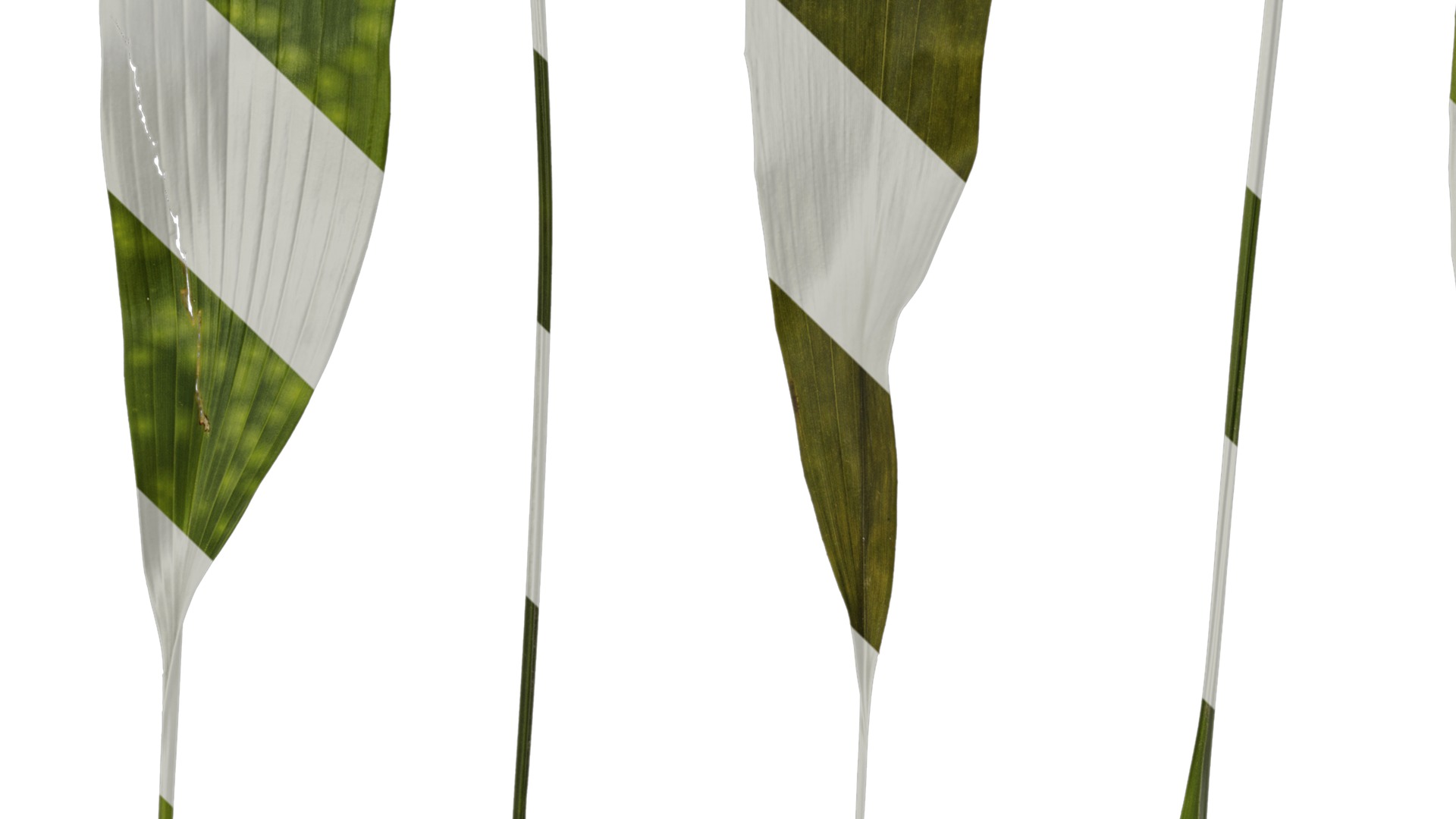 Anydrafts Aspidistra elatior punctata Leaf 04 Texture_3