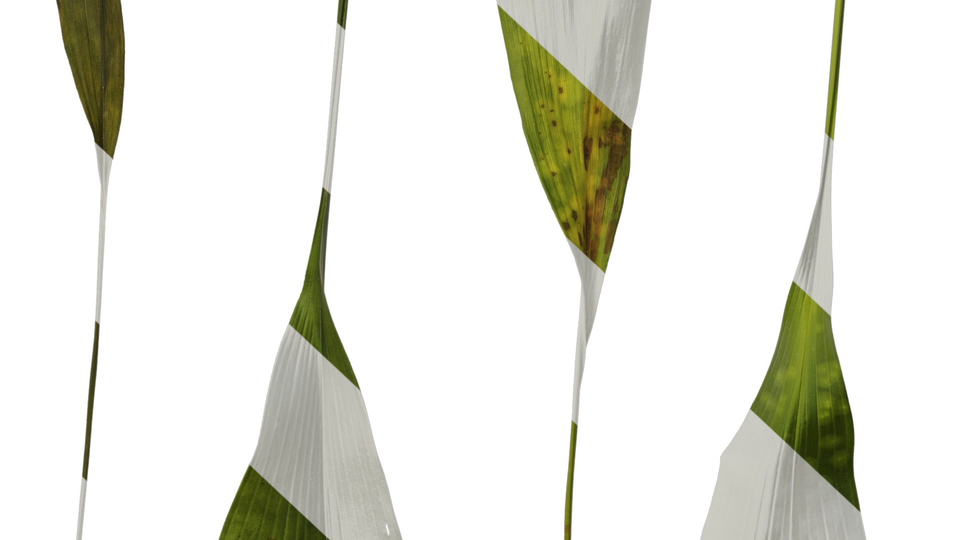 Anydrafts Aspidistra elatior punctata Leaf 04 Texture_7