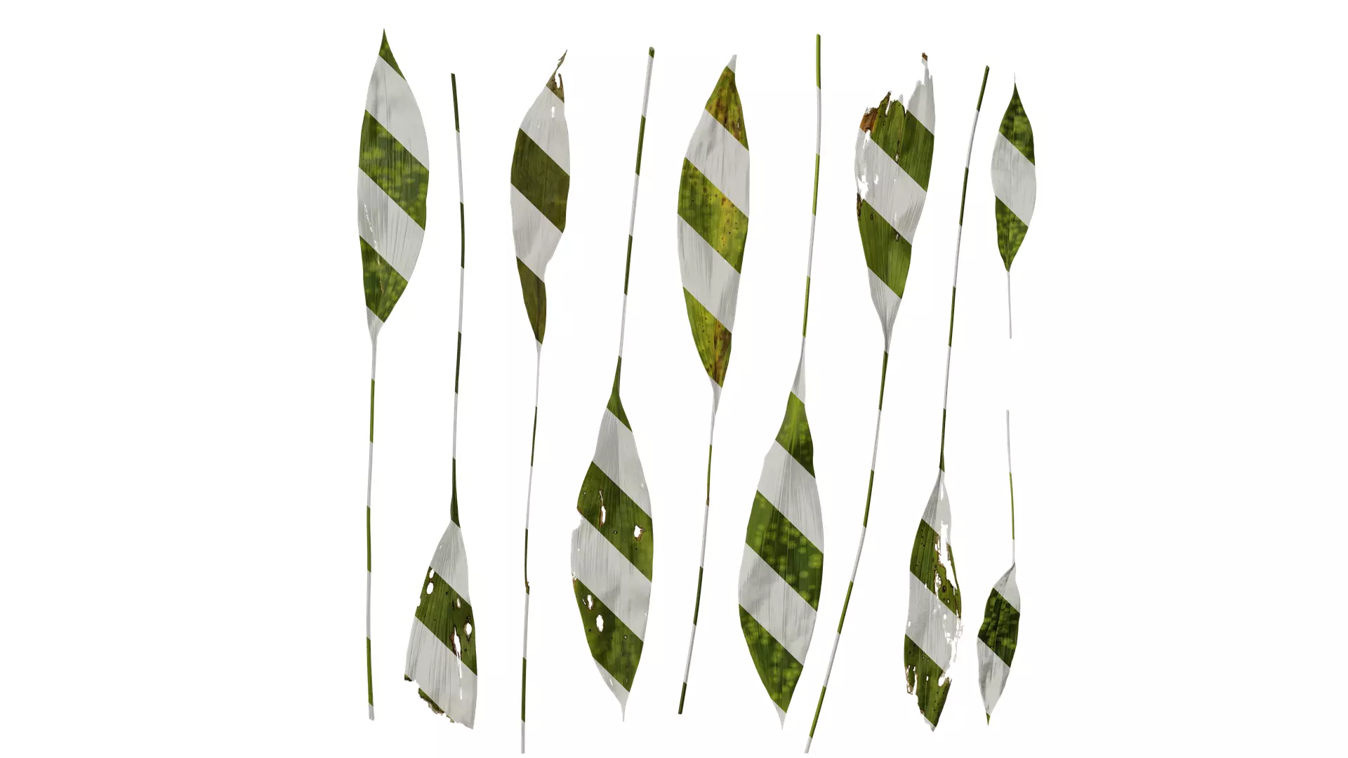 Anydrafts Aspidistra elatior punctata Leaf 04 Texture_0