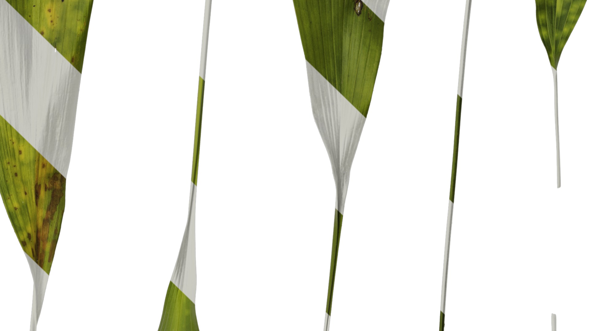 Anydrafts Aspidistra elatior punctata Leaf 04 Texture_4