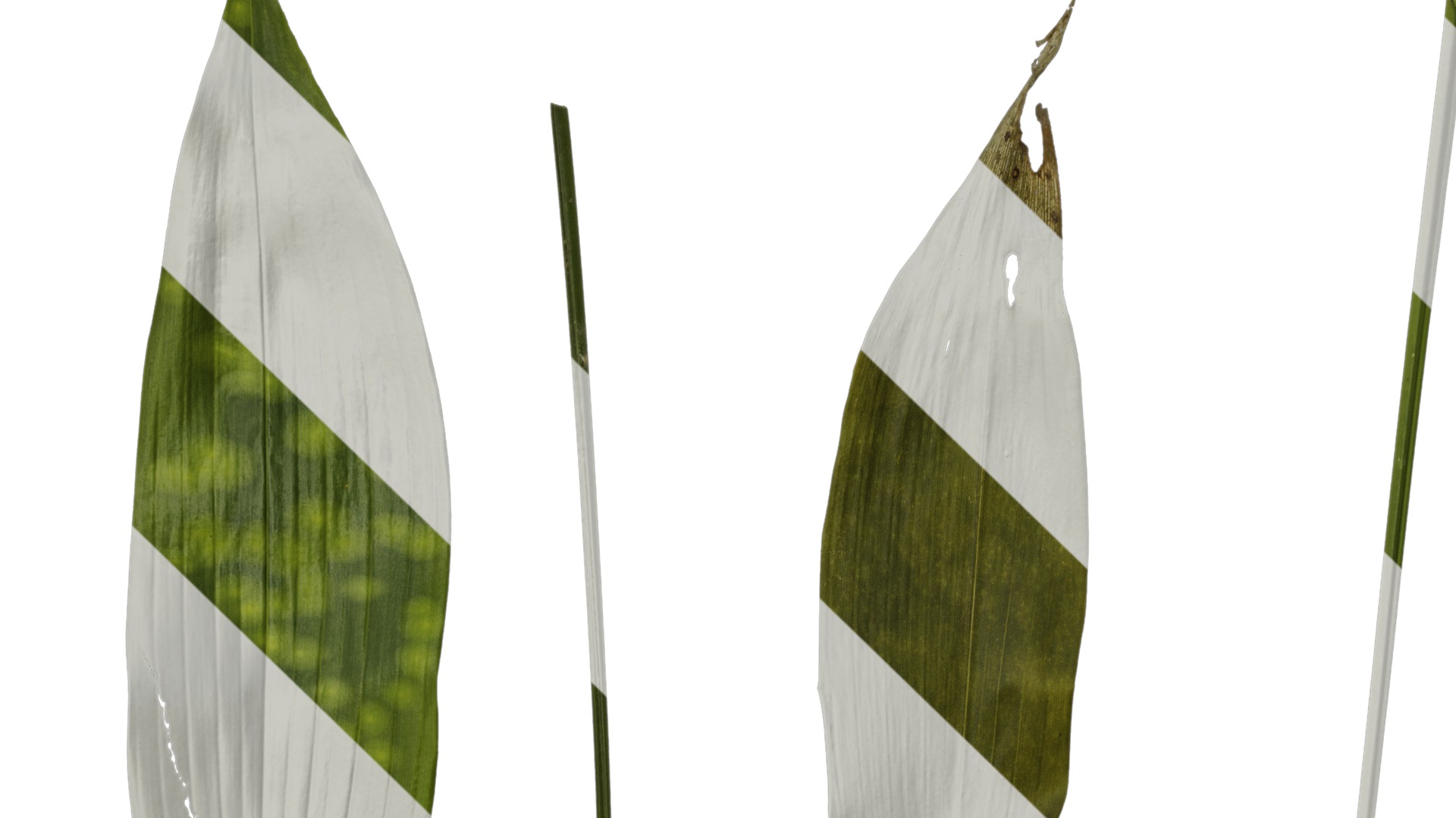 Anydrafts Aspidistra elatior punctata Leaf 04 Texture_1