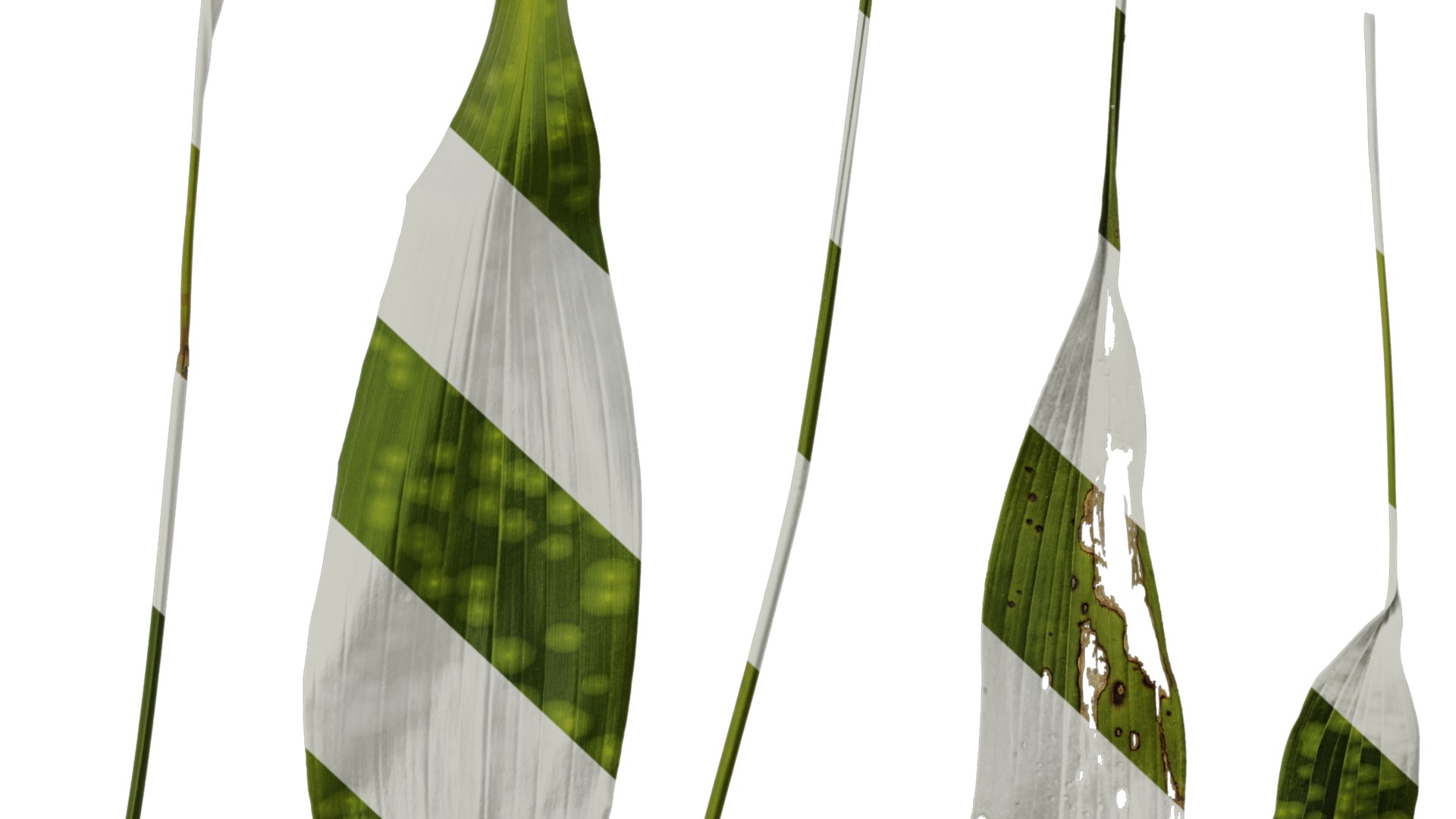 Anydrafts Aspidistra elatior punctata Leaf 04 Texture_6