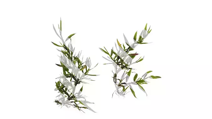 Anydrafts Axonopus compressus Atlas 01