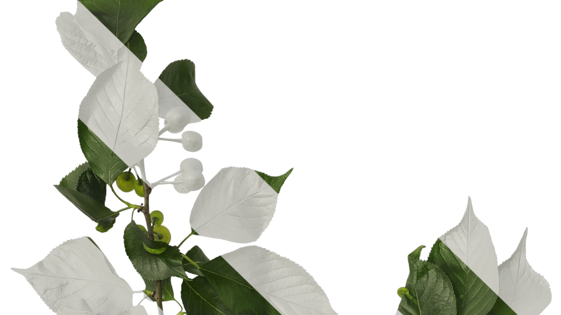 Anydrafts Prunus pseudocerasus Atlas 04 Texture_1