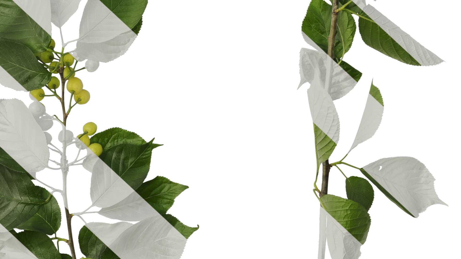 Anydrafts Prunus pseudocerasus Atlas 04 Texture_6