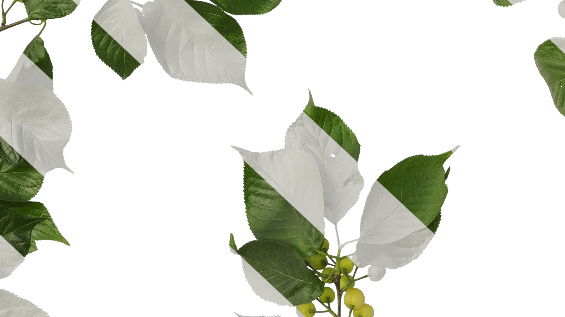 Anydrafts Prunus pseudocerasus Atlas 04 Texture_7