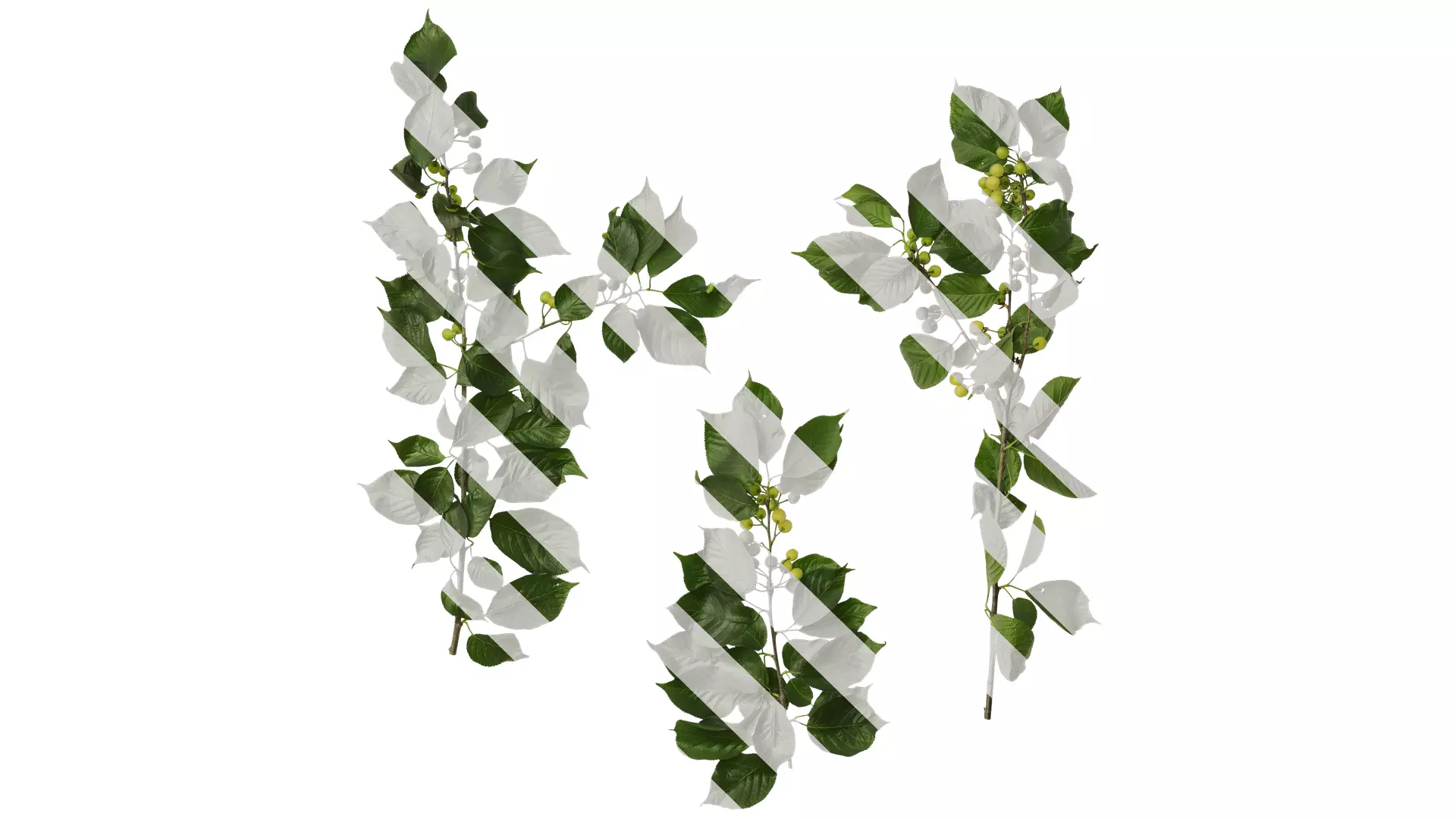 Anydrafts Prunus pseudocerasus Atlas 04 Texture_0