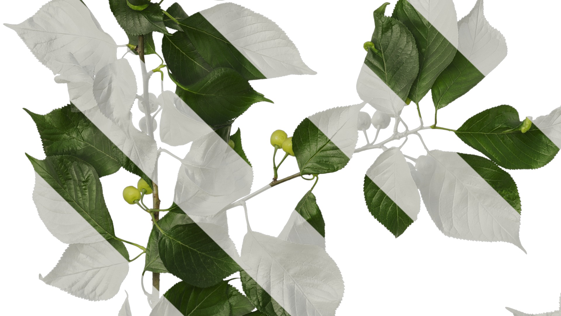 Anydrafts Prunus pseudocerasus Atlas 04 Texture_3